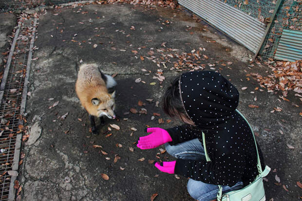 FoxVillage06 Самое мимимишное место на земле — японская деревня лис