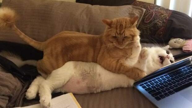 Кот, ненавидящий объятия гифки, коты, приколы, фото