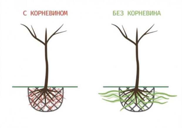 Правил посадки деревьев от опытного садовника