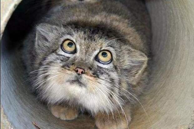 manul cat