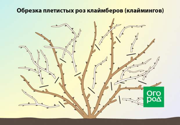 Обрезка плетистых роз клаймберов (клаймингов)