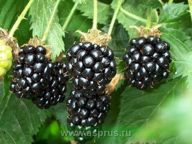 Продажа (торг) саженцев ежевики (ожины) запорожье, запорожская область. в Запорожье - Садовые растения по Запорожью - Частные об