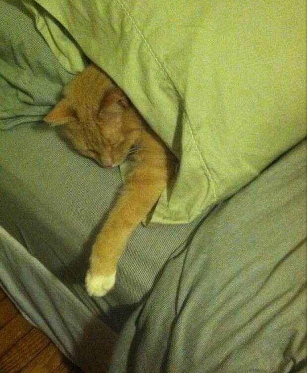 Коты и кошки, которые могут заснуть где угодно