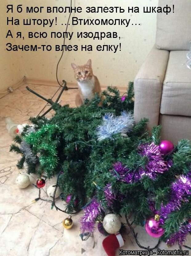 Лучшие котоматрицы недели (50 фото)