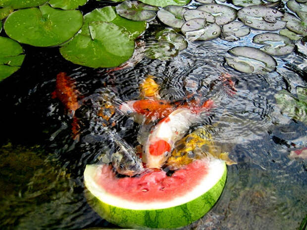 funny-animals-eating-411__605