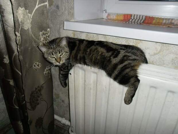 Кошки на батарее (11)
