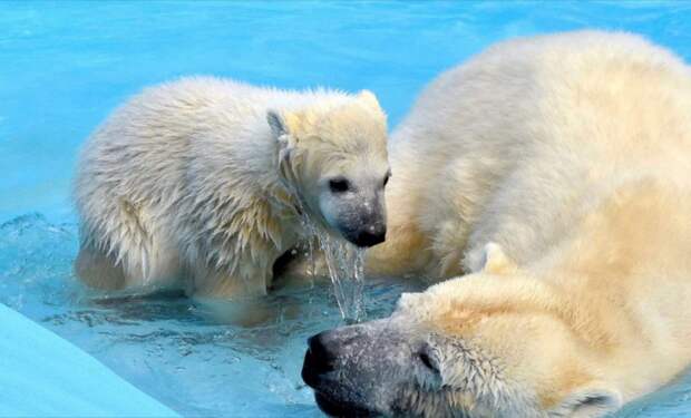 Белый медвежонок купается рядом с мамой.