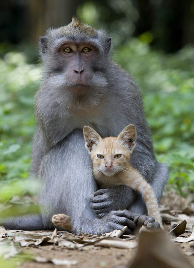 Есть чему поучиться... у животных Дикая обезьяна превратилась в достопримечательность индонезийского национального парка  Форест  на Бали, после того как усыновила брошенного котенка... Странную парочку, души не чающую друг в друге, запечатлела фотограф-любитель Энн Янг, которая приехала в заповедник на экскурсию. животные, дружба
