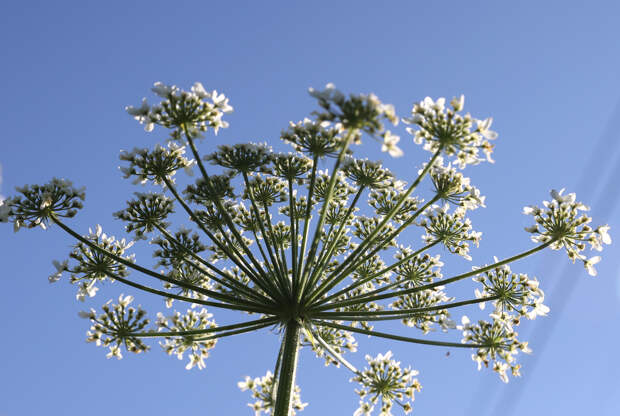 Депутат Кошелев напомнил, что за отказ убрать разросшийся к соседям борщевик будет штраф