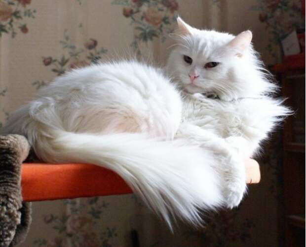 http://adengo.ru/images/notice/58018.jpg