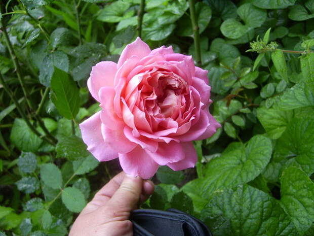 Английские розы Остина.
