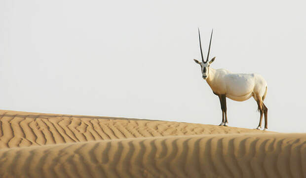 Фото: Аравийский орикс в пустыне