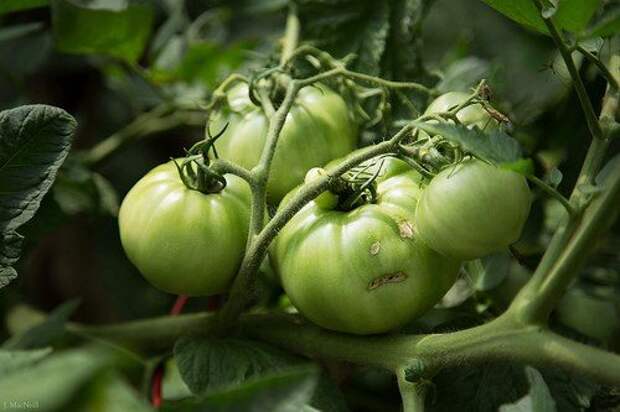 Эти глаза напротив ...