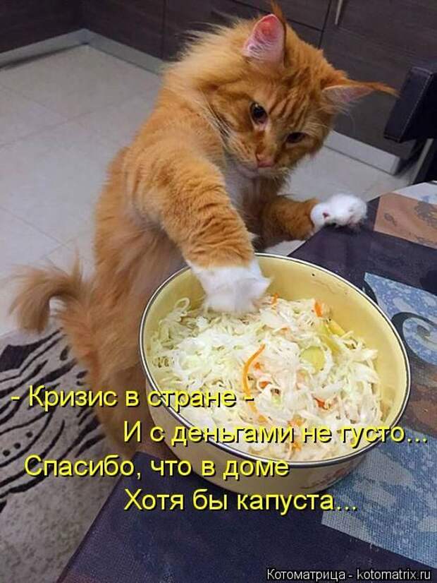 Лучшие котоматрицы недели