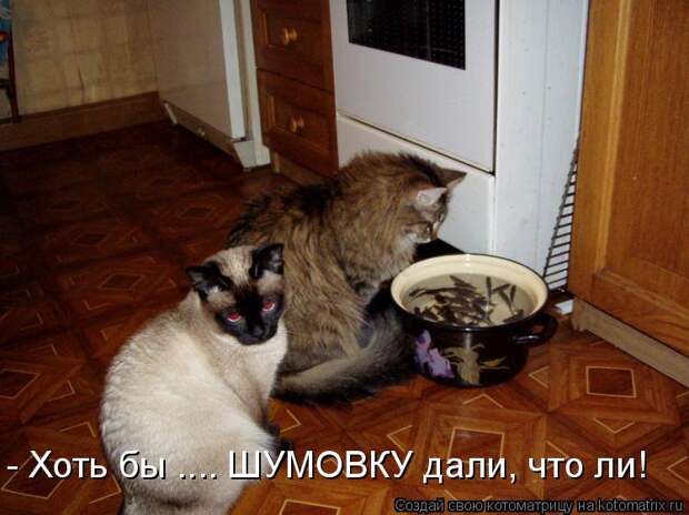 Котоматрица: - Хоть бы .... ШУМОВКУ дали, что ли!