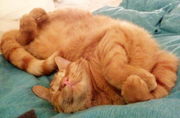 Немного спящих котов коты, милота, сон