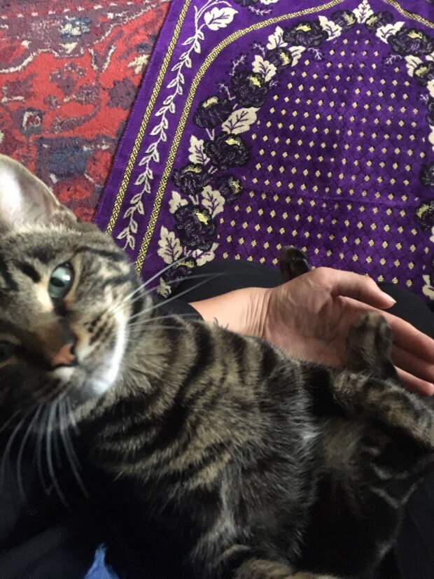 кот
