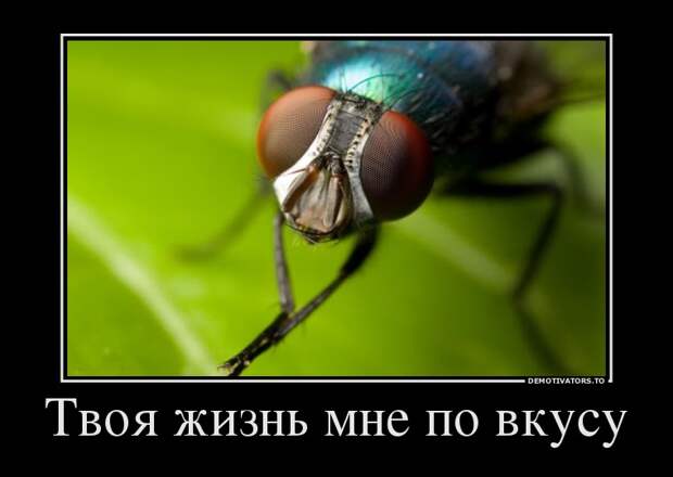 Демотиваторы (51 фото) 