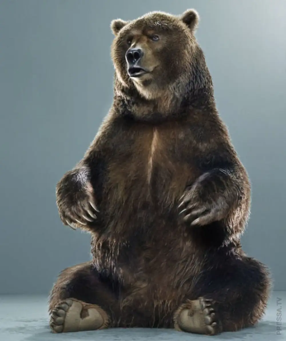 фото медведя стоящий