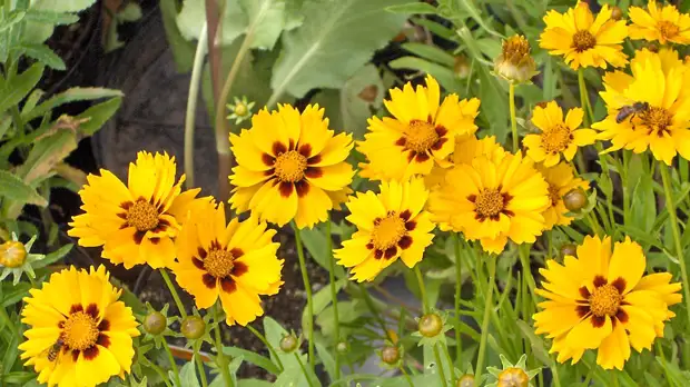 Кореопсис: как посадить и вырастить "парижскую красавицу" в саду