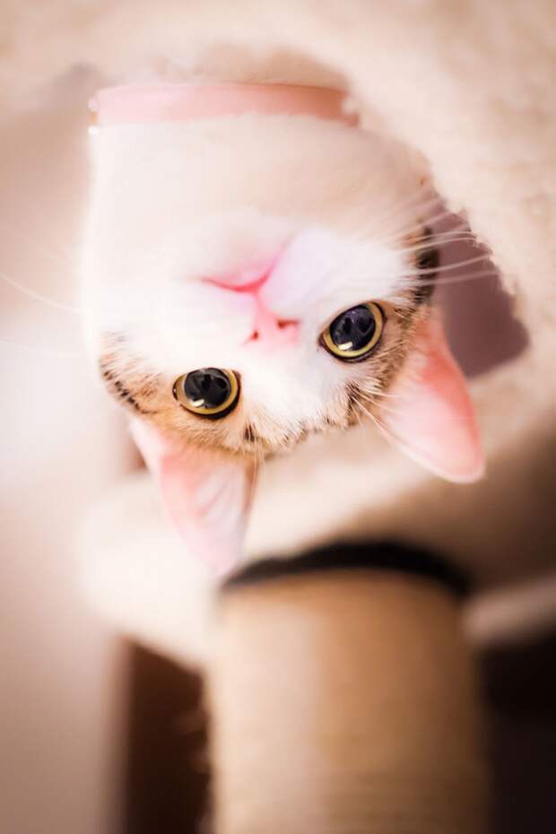 Кошки в фотографиях Сэйдзи Мамия