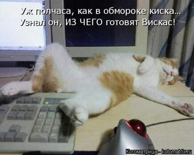 Свежая котоматрица на Бугаге (34 фото)