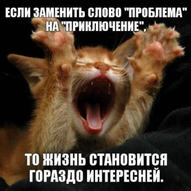 Интересные фразы с картинками о жизни и с юмором.