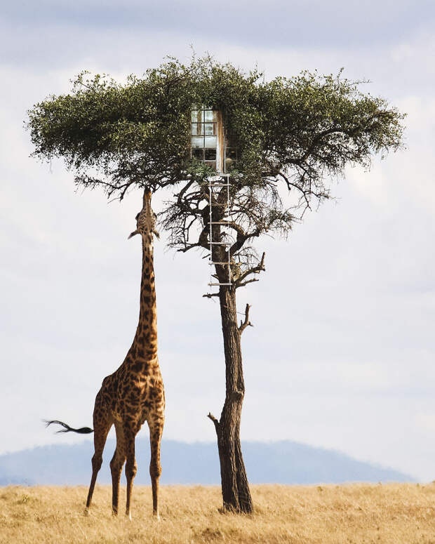 Tree House