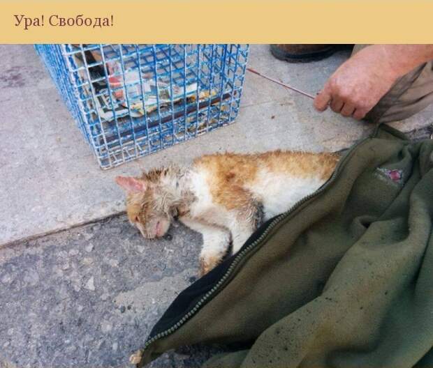 Спасение одной котейки Спасение одной котейки кот, спасение