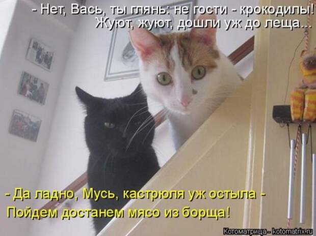 Котоматрицы (картинки с надписями)