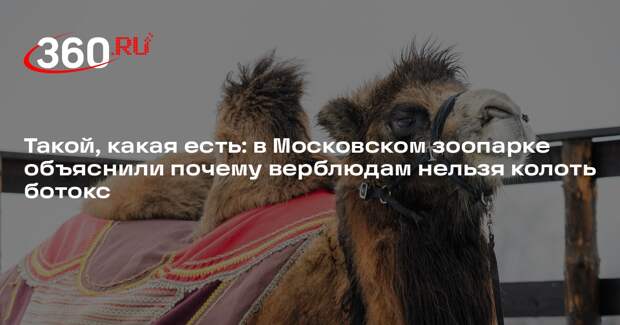 Директор Московского зоопарка рассказала, почему верблюдам нельзя колоть ботокс