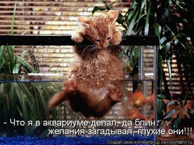 Лучшие котоматрицы недели