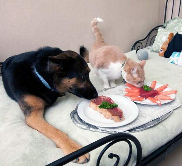разбалованные кошки