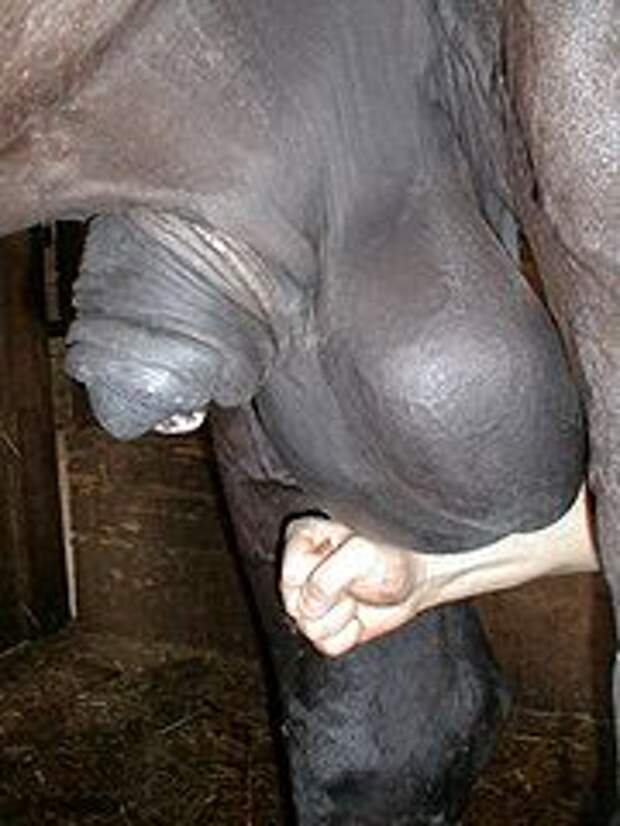 Horse Hung Videos