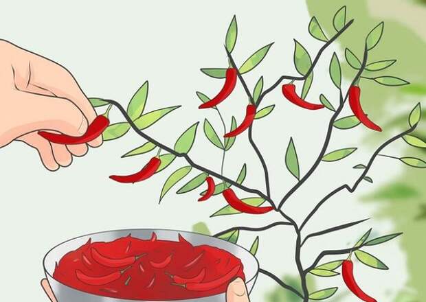 Как вырастить перец чили дома: натуральные специи у тебя на подоконнике!