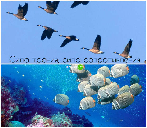 Зачем птицы летят клином живая природа, законы в действии, физика