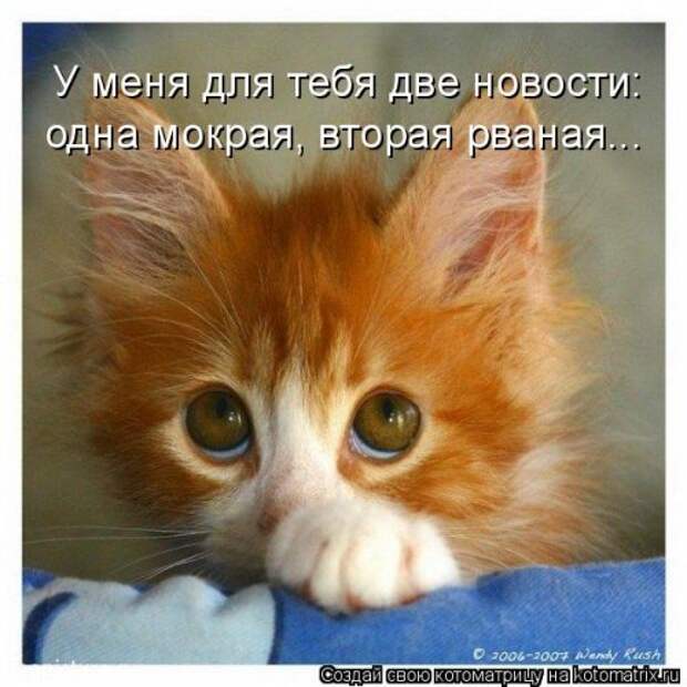 Лучшая котоматрица на Бугаге (29 шт)