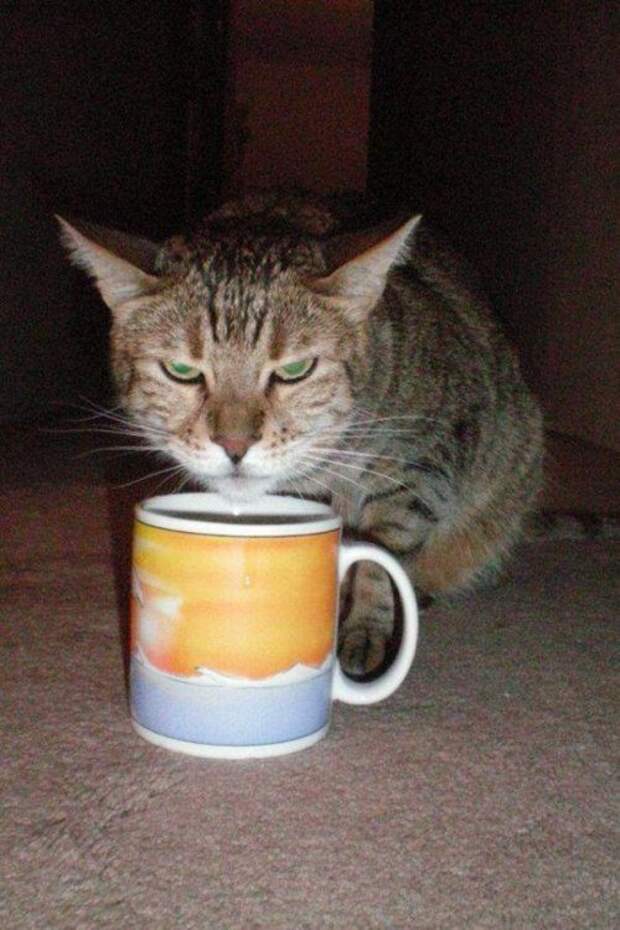 КОТОприколы