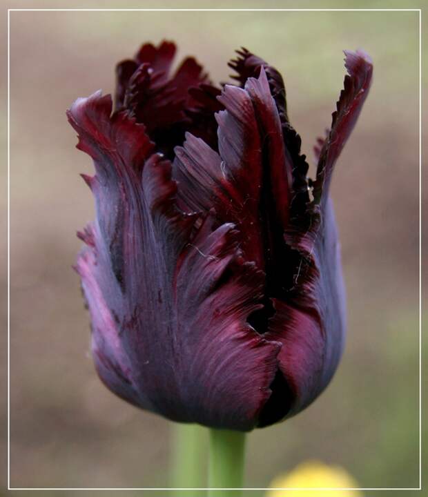 Удивительно красивые чёрные цветы Красота жизни, Чёрные, цветы