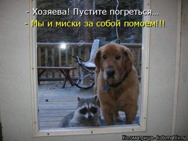 Отличная котоматрица для поднятия настроения (40 фото)