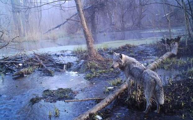 То, что ученые обнаружили в чернобыльском лесу, шокировало весь мир! животные, находка, чернобыль