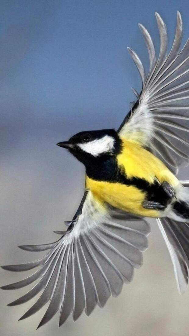 30 завораживающих снимков птичьего полета