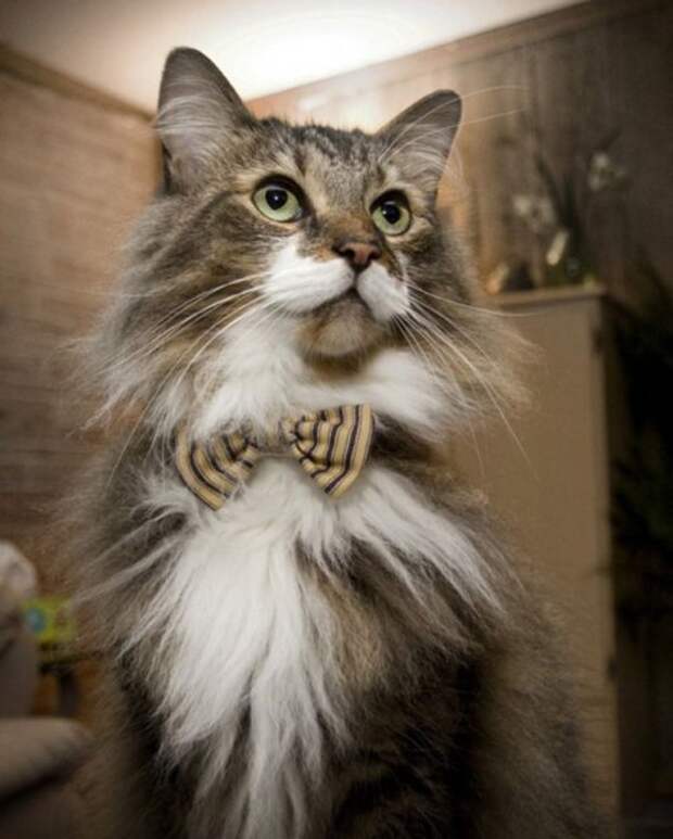 Коты и кошки в одежде - про животных Коты и кошки в одежде - про животных