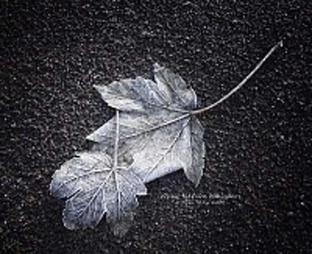 ФОТОГРАФ MIKE SHAW 41