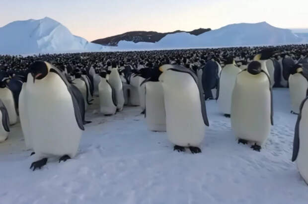Обитающих в Антарктиде императорских пингвинов объявили вымирающим видом