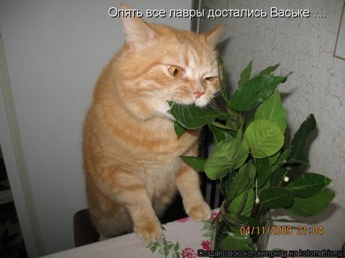 Новая котоматрица для настроения. Смотрим приколы