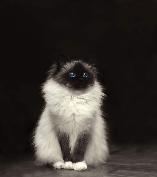 boredpanda.com