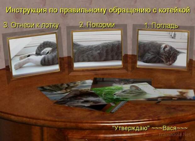 Летняя подборка Котоматриц 2010 - Выпуск 18
