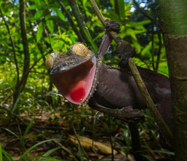 Mandatory Credit: Photo by Sam Rowley/Solent News/REX Shutterstock (5145992j) Gecko appearing to grin Gecko appears to be grinning, Nosy Mangabe Island, Africa - Sep 2015 *Full story: http://www.rexfeatures.com/nanolink/r3uh A sneaky gecko tries to hide itself with camouflage against a tree - only to jump up and do its best impression of Kermit the Frog. The foot-long creature cleverly disguises itself to warn off predators in the shape of Coua birds circling in the tree tops. However, upon realising its veil has been broken, the large gecko soon reveals itself to be a comedy character. Cheekily, it hangs from a branch of the tree before revealing a large grin much like the infamous Muppet creation. Photographer Sam Rowley, a third-year biology student at Bristol University, spotted the gecko on a trip to Nosy Mangabe Island just off the coast of Madagascar in Africa. The 20-year-old Londoner said: "They are usually only a few metres off the ground on a trunk, making it easier to spot. "Nosy Mangabe is the best place to see them as there are fewer predatory couas, a large species of bird, present. You need a lot of luck.