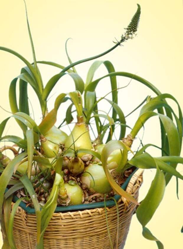 Птицемлечник хвостатый